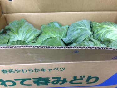 岩手の春きゃべつ「春みどり」